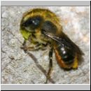 Osmia sp - Rote Mauerbiene w04 11mm beim Nestverschluss.jpg